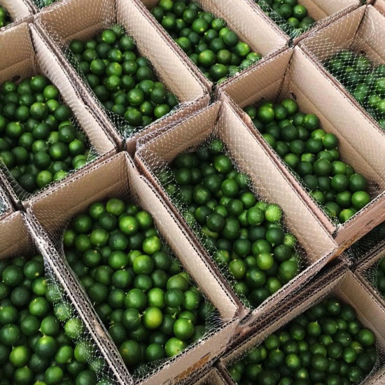Chanh có hạt an toàn- tươi mát ngày hè